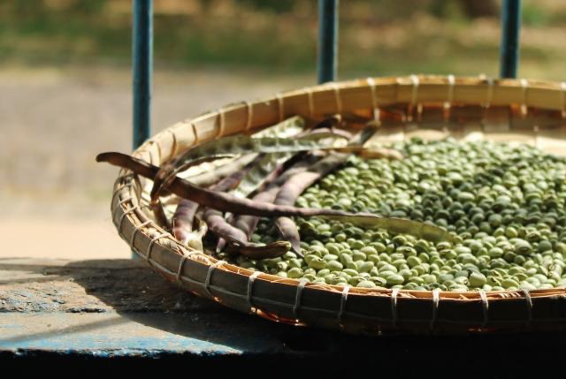 Feijão biofortificado: a força da vida que insiste