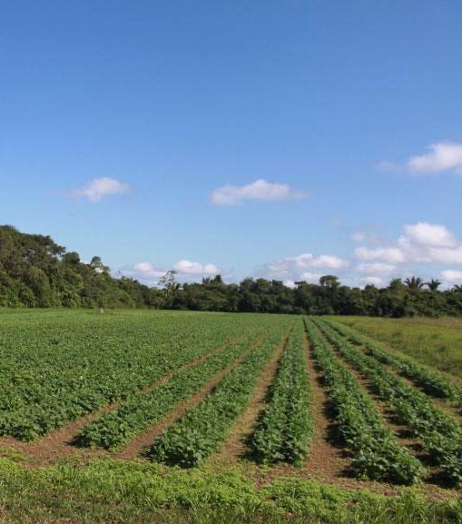 Beneficios do feijão-caupi biofortificado