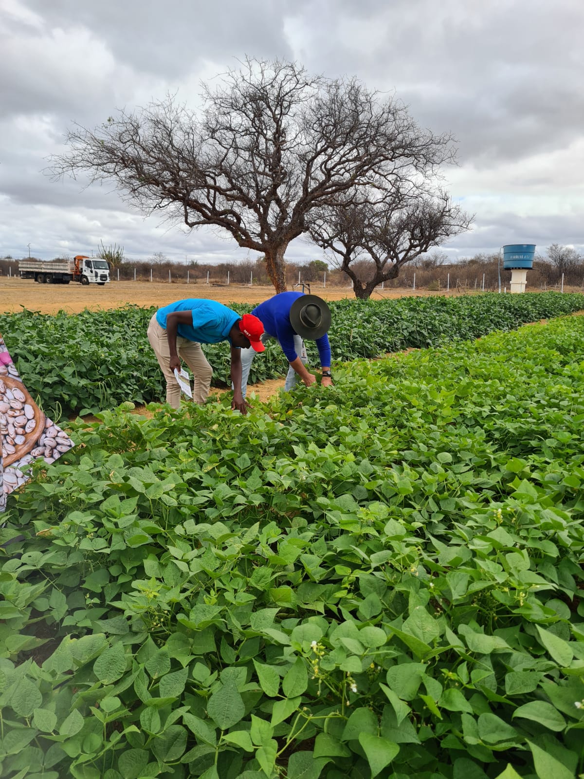 Colheita-feijao-biofortificado