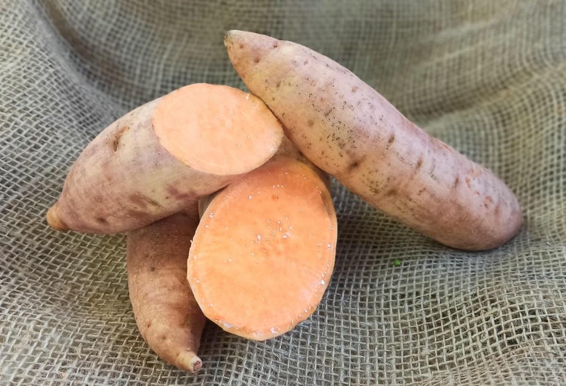 Razões para cultivar a Batata-doce biofortificada Nuti
