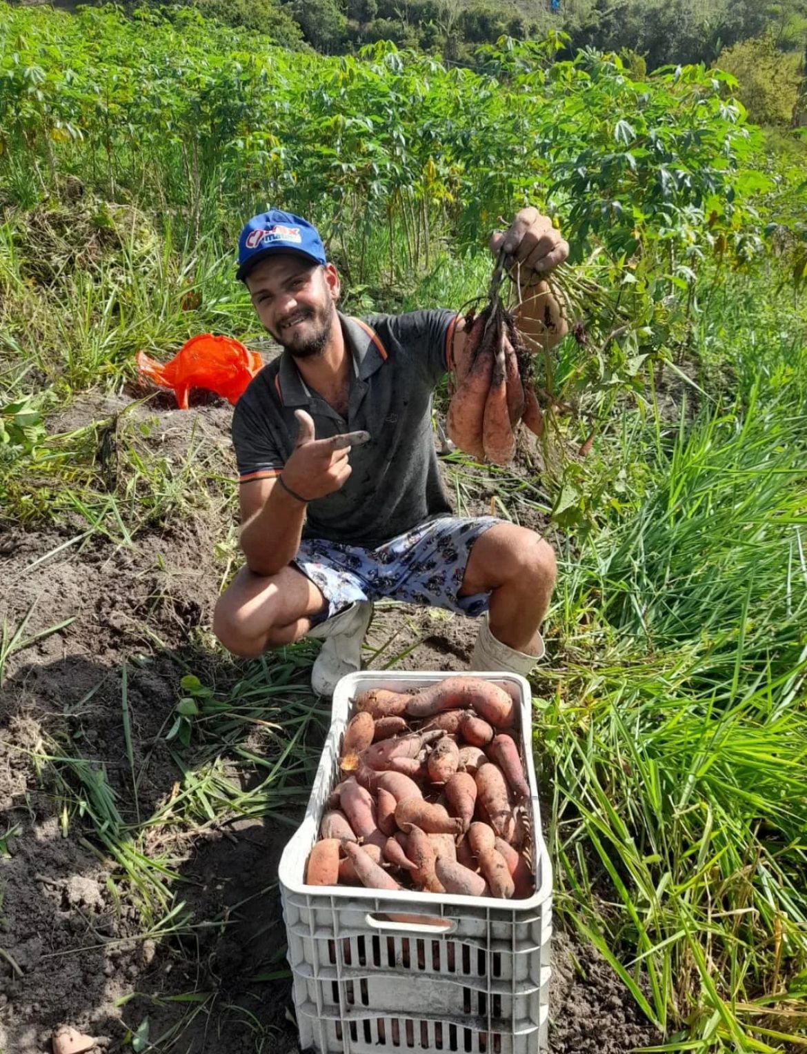 Colheita de batata-doce Nuti