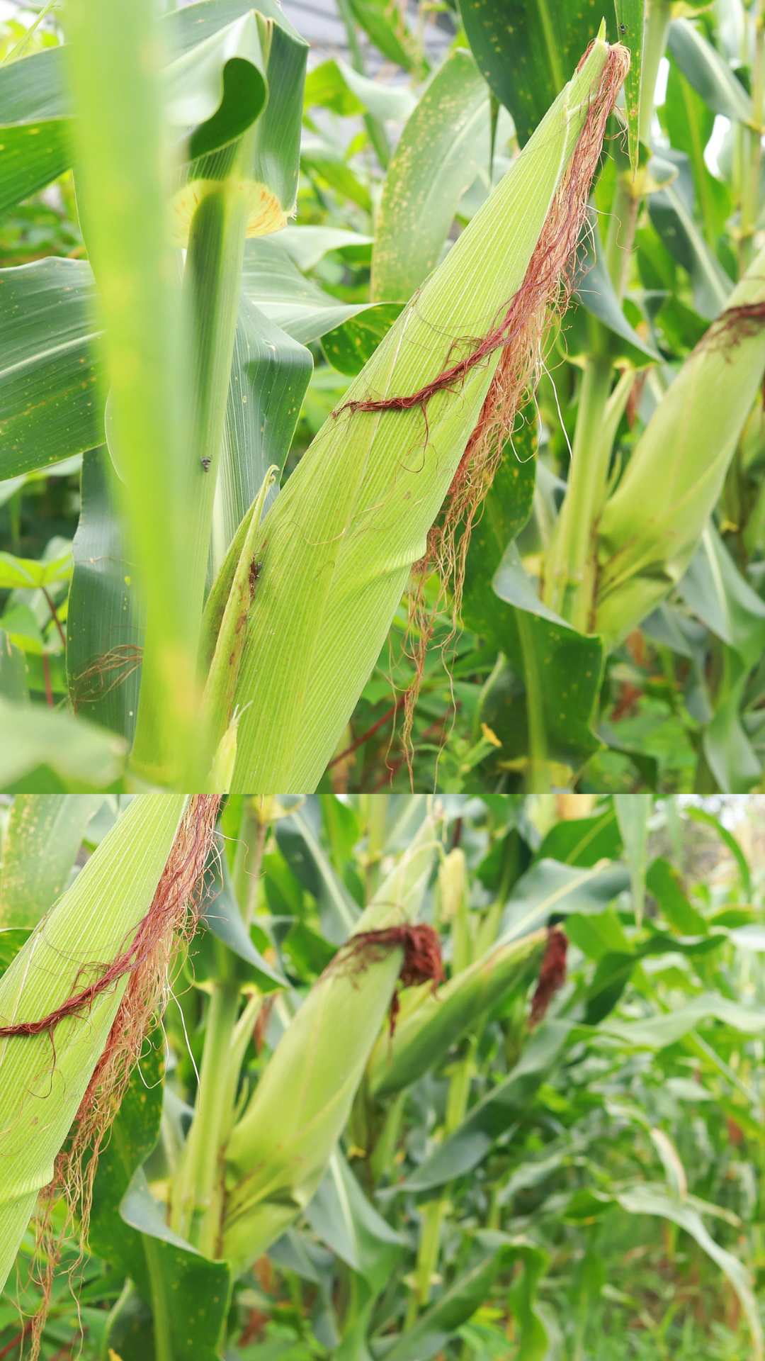 detalhe-milho-biofortificado
