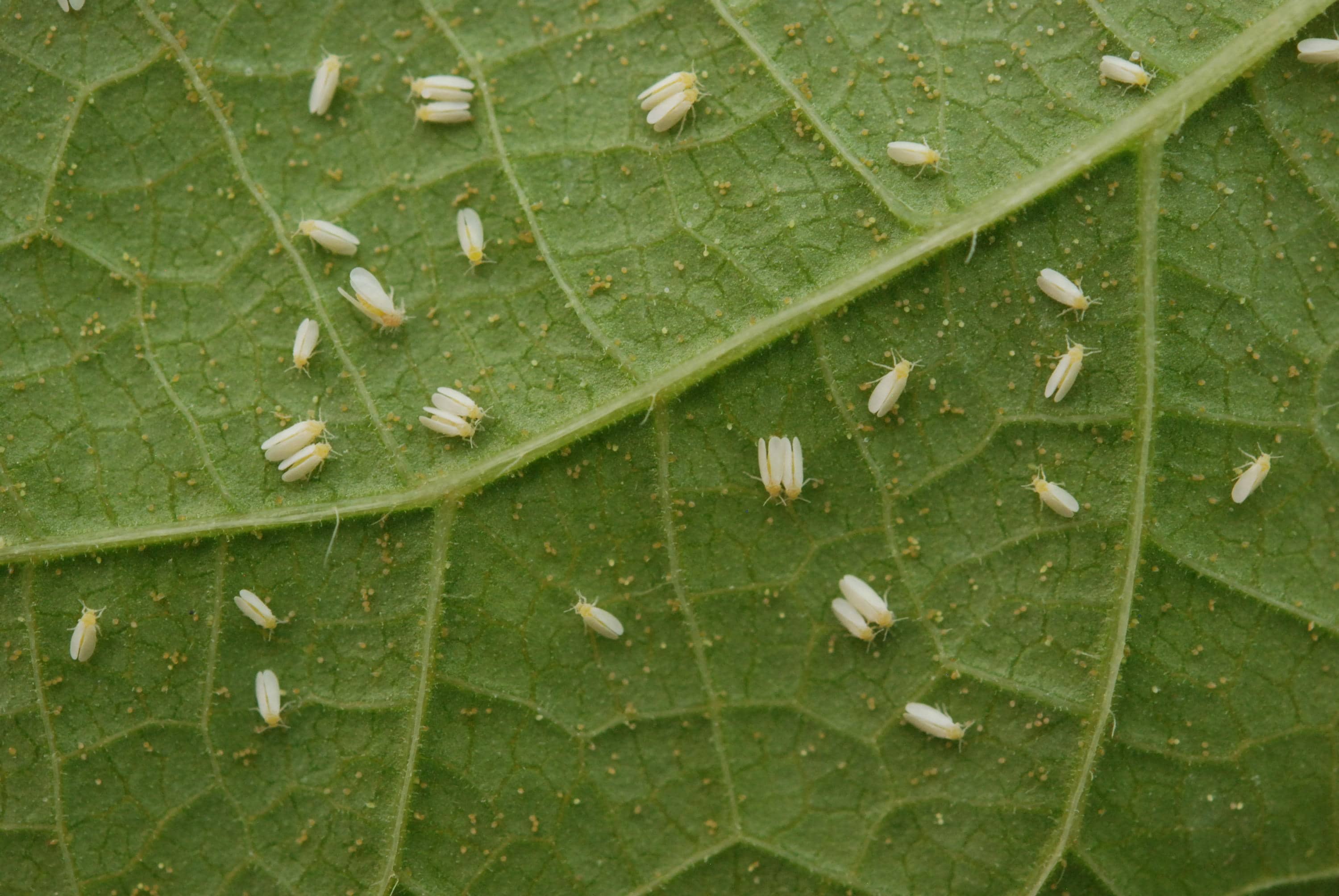 Mosca branca