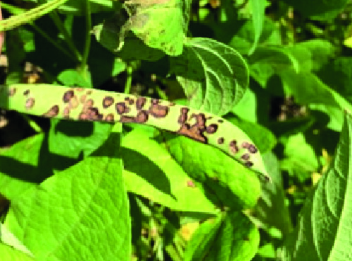 Antracnose (Colletotrichum lindemuthianum)