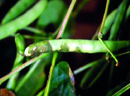 Crestamento-bacteriano-comum (Xanthomonas axonopodis pv. phaseoli)