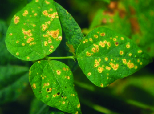 Ferrugem (Uromyces appendiculatus)