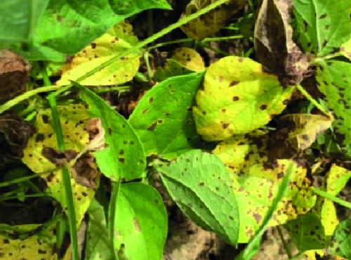 Mancha-angular (Phaeoisariopsis griseola)