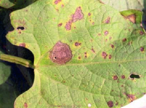 Mancha-de-alternaria (Alternaria spp.)