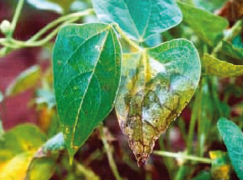 Mela ou murcha-da-teia-micélica (Thanatephorus cucumeris)