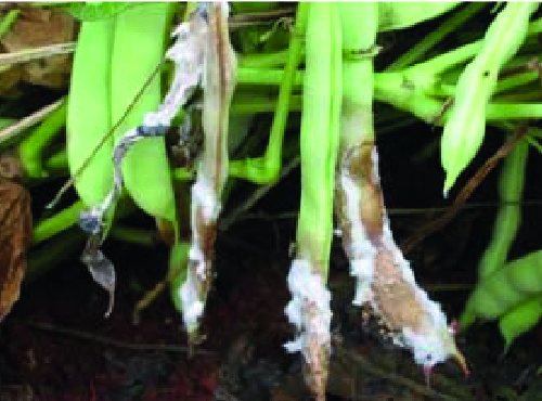 Mofo-branco (Sclerotinia sclerotiorum)