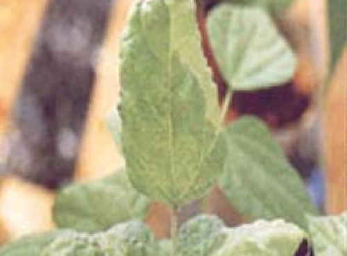 Mosaico-comum (Bean common mosaic virus)