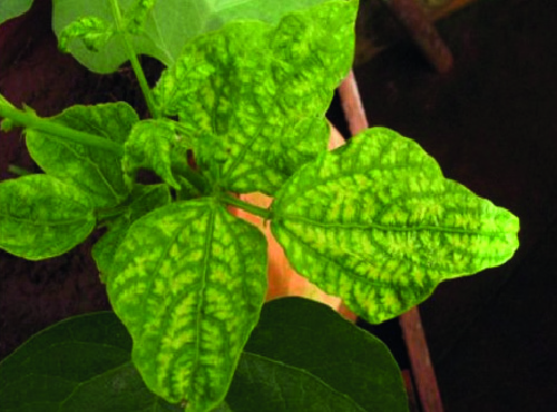 Mosaico-dourado (Bean golden mosaic virus)