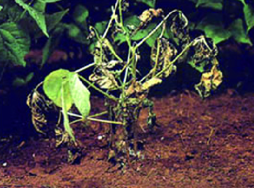 Podridão-do-colo (Sclerotium rolfsii)