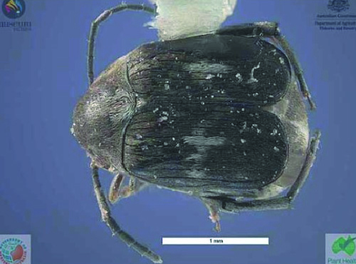 Caruncho-do-feijão (Acanthoscelides obtectus) e Caruncho-mexicano-do-feijão (Zabrotes subfasciatus)