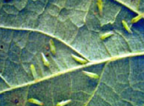 Cigarrinha-verde (Empoasca kraemeri)