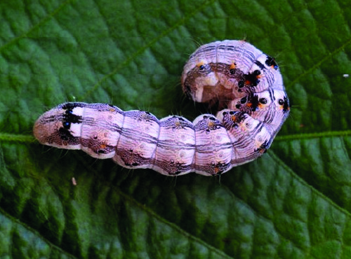 Lagarta-helicoverpa (Helicoverpa armigera)