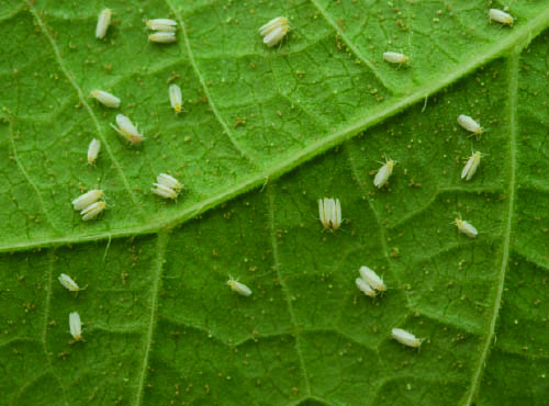 Mosca-branca (Bemisia tabaci)