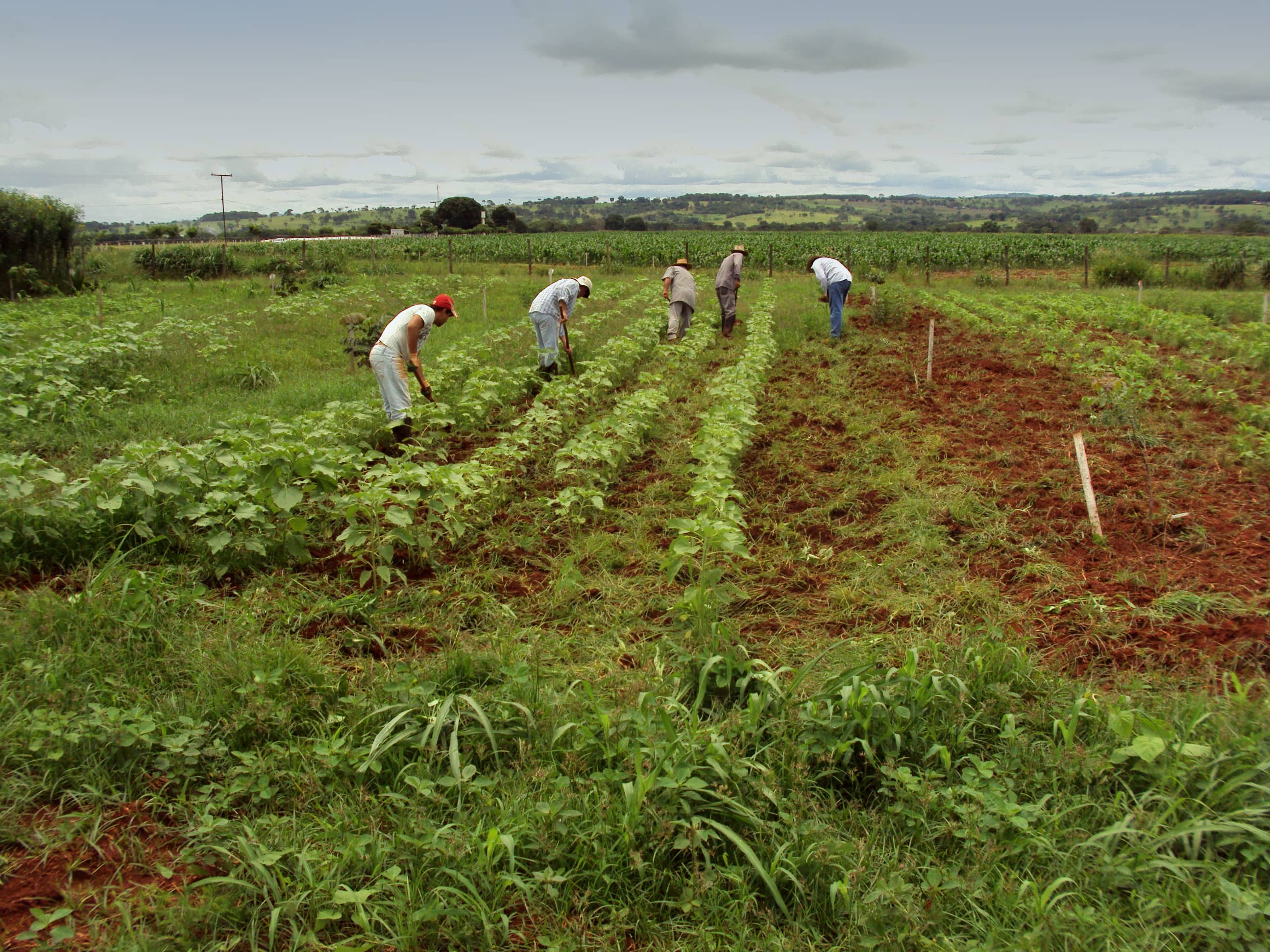 Controle e convivência com plantas