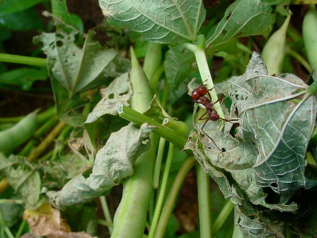 Formiga em folha de feijão agroecológico