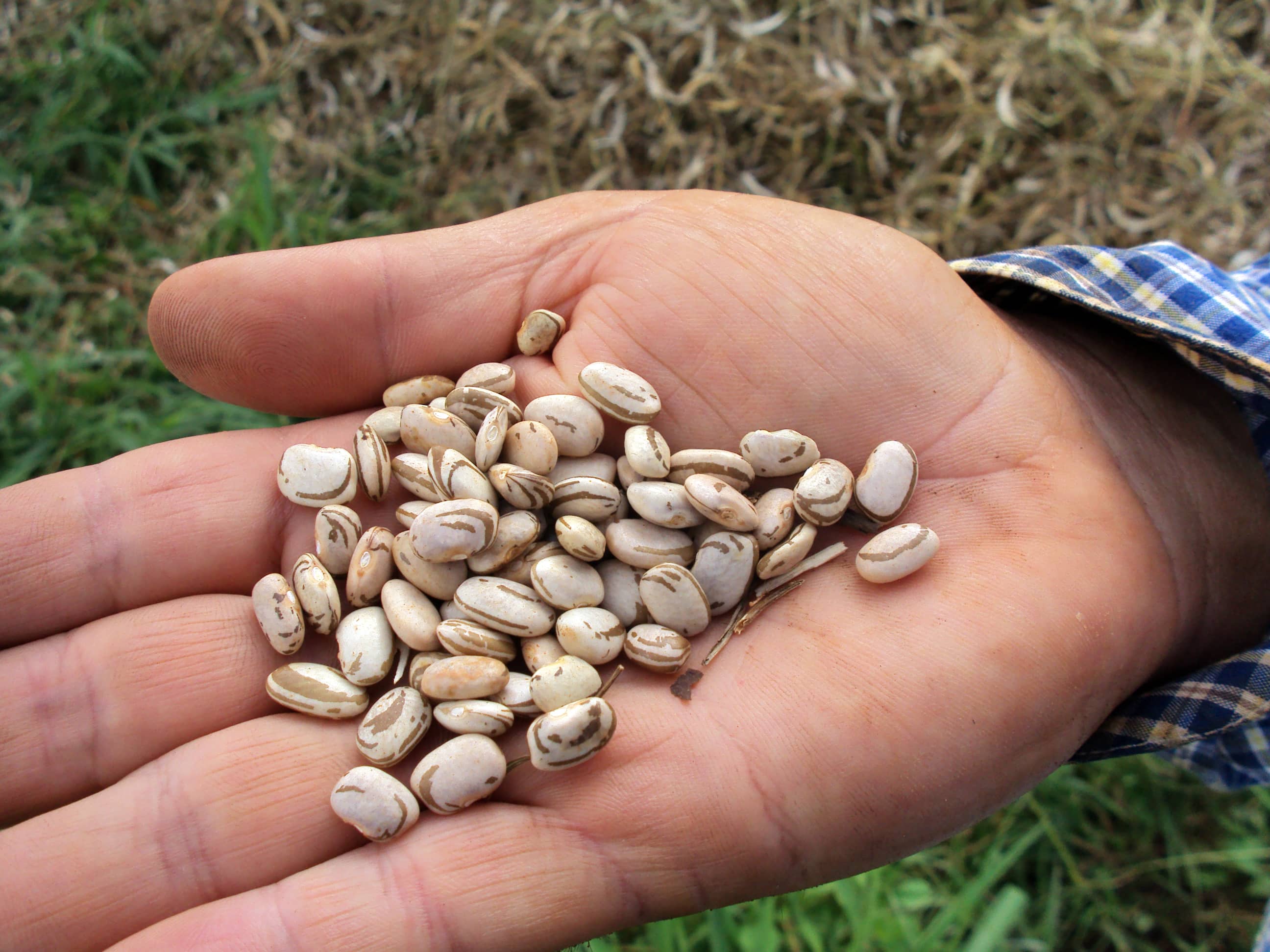 Cultivar agroecológica