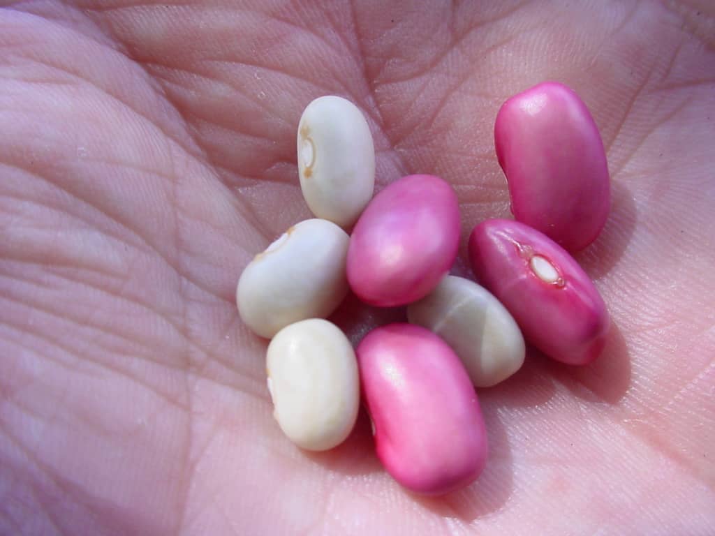 Cultivar agroecológica