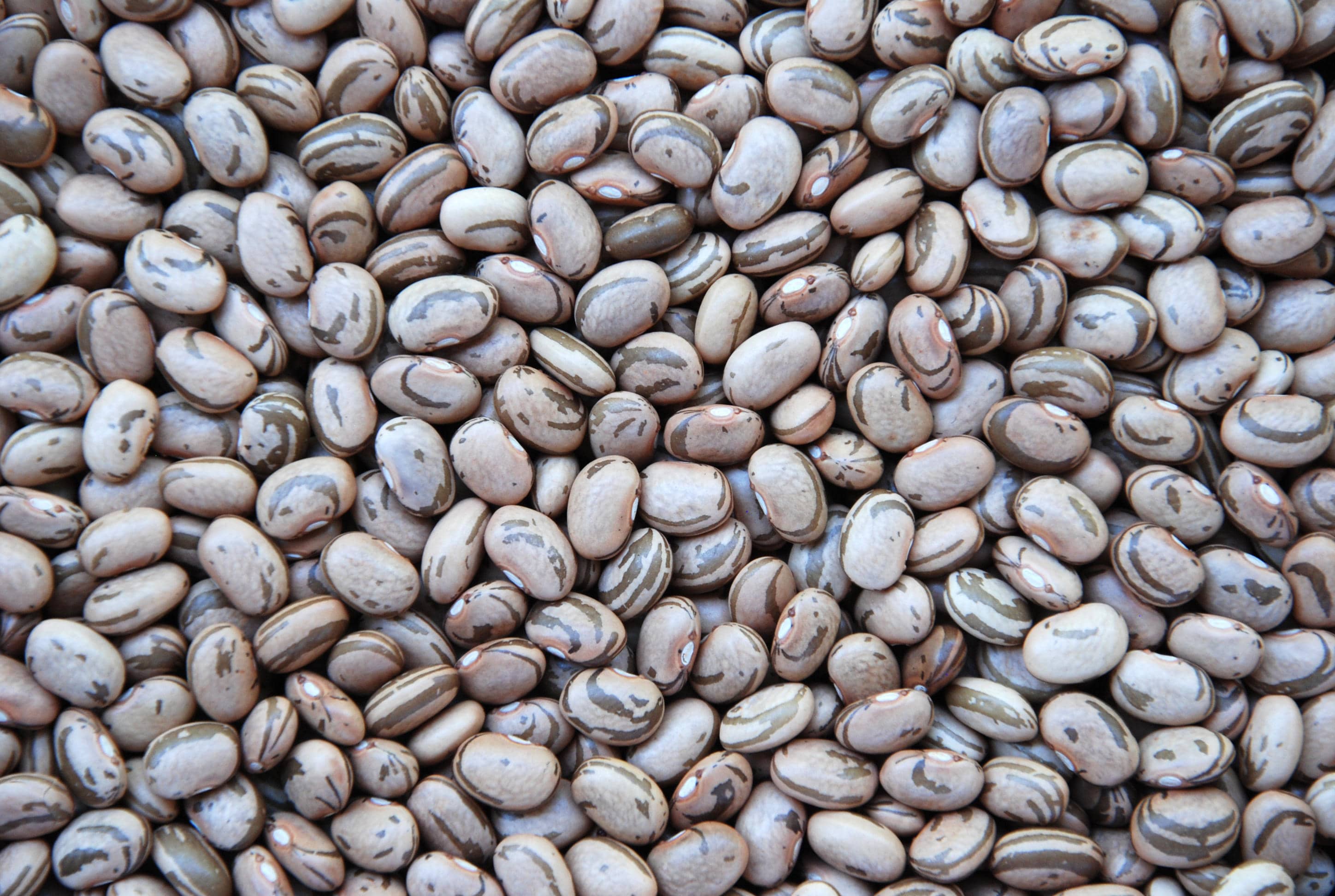 Cultivar BRS FC402