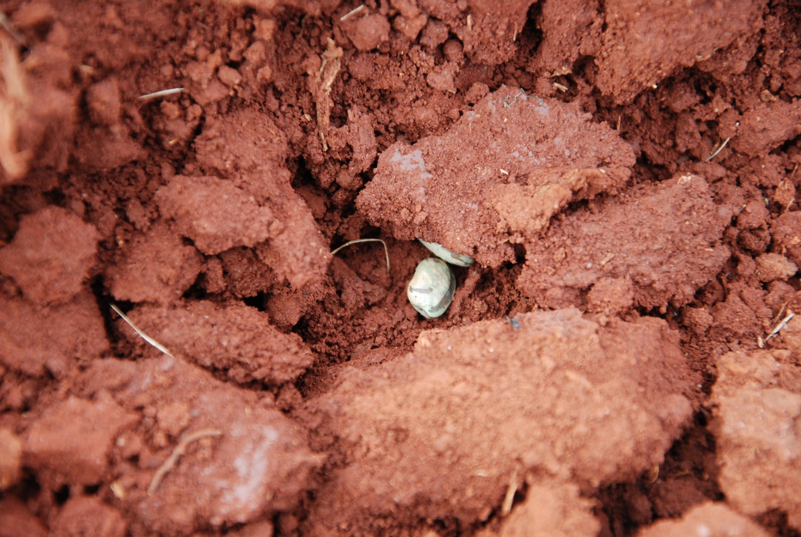 Cultivo mínimo