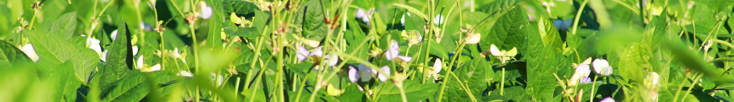 Banner da Pagina