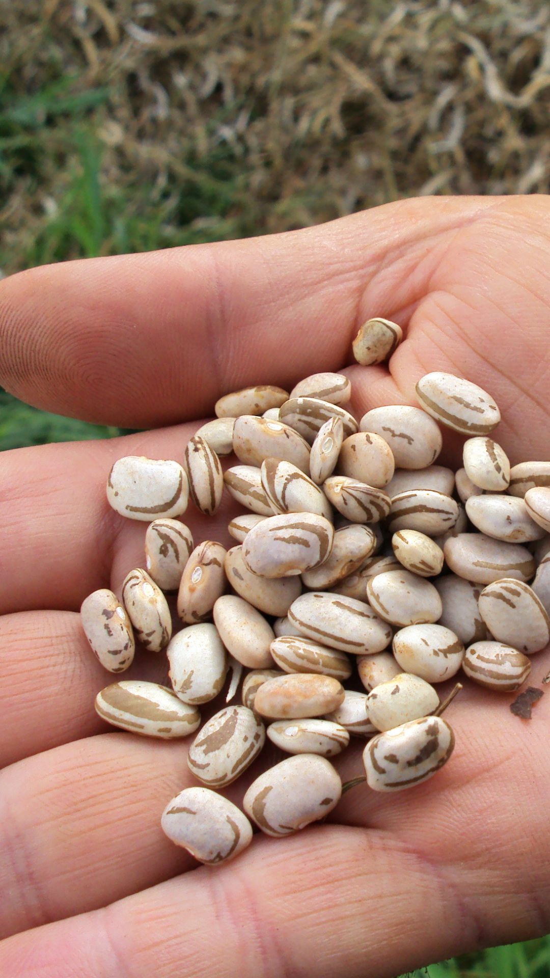 Você sabe o que é agroecologia?