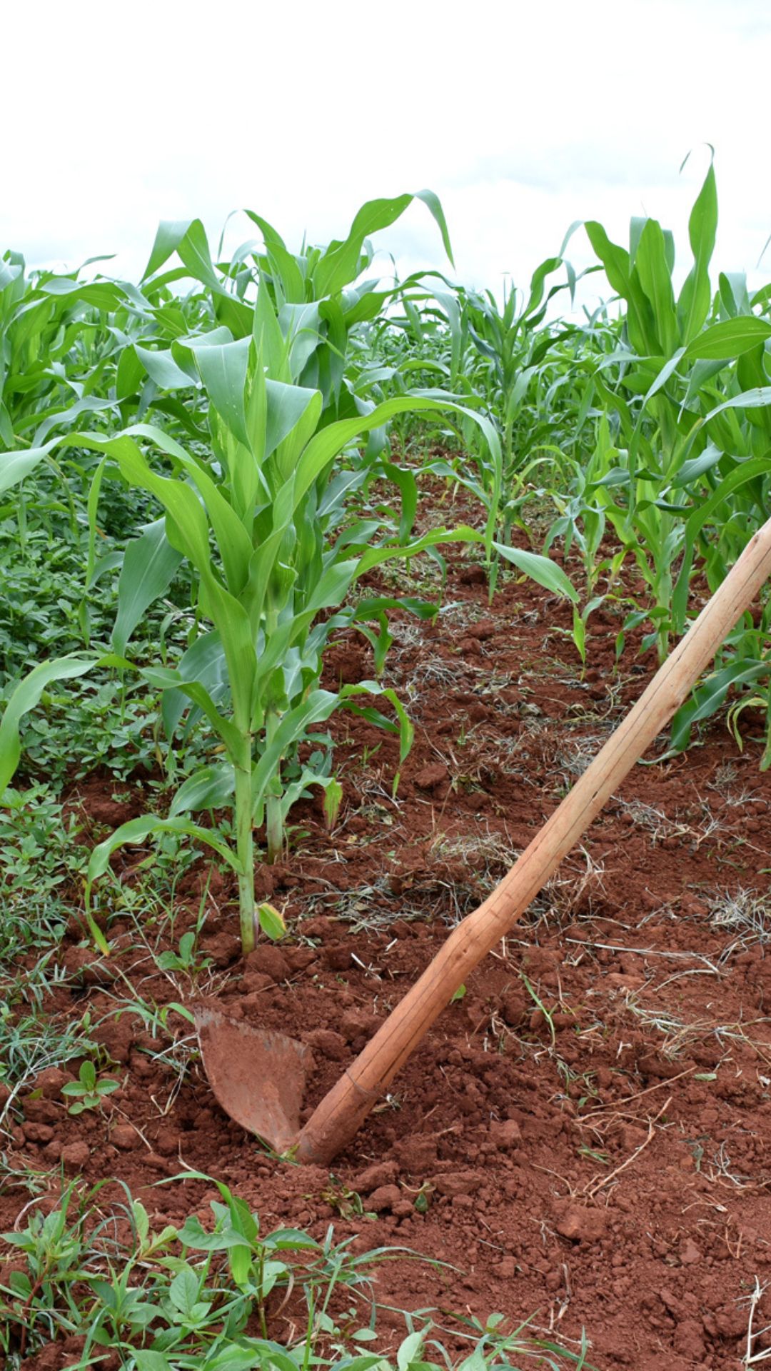 Como é o preparo do solo no sistema agroecológico?