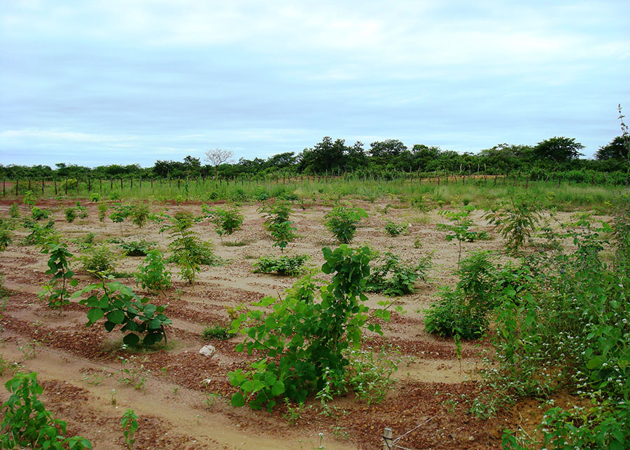 Incremento de matéria orgânica trazido por sistemas integrados favorece fertilidade do solo