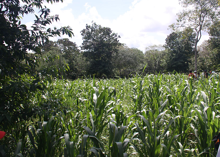 Mudanças no uso da terra podem promover o armazenamento de maiores índices de carbono no solo, segundo o IPCC. Sistemas agroflorestais são alternativas sustentáveis