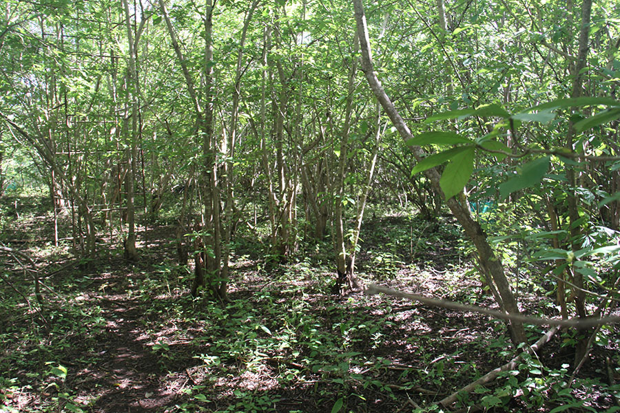 Floresta SAFs