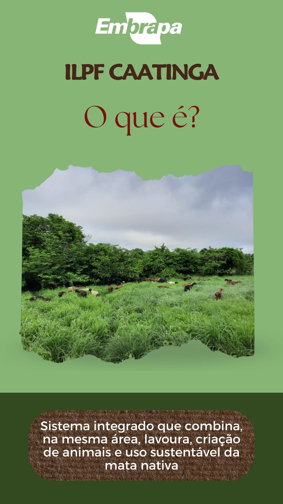 ILPF Caatinga