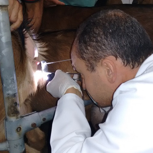Inseminação em tempo flexível