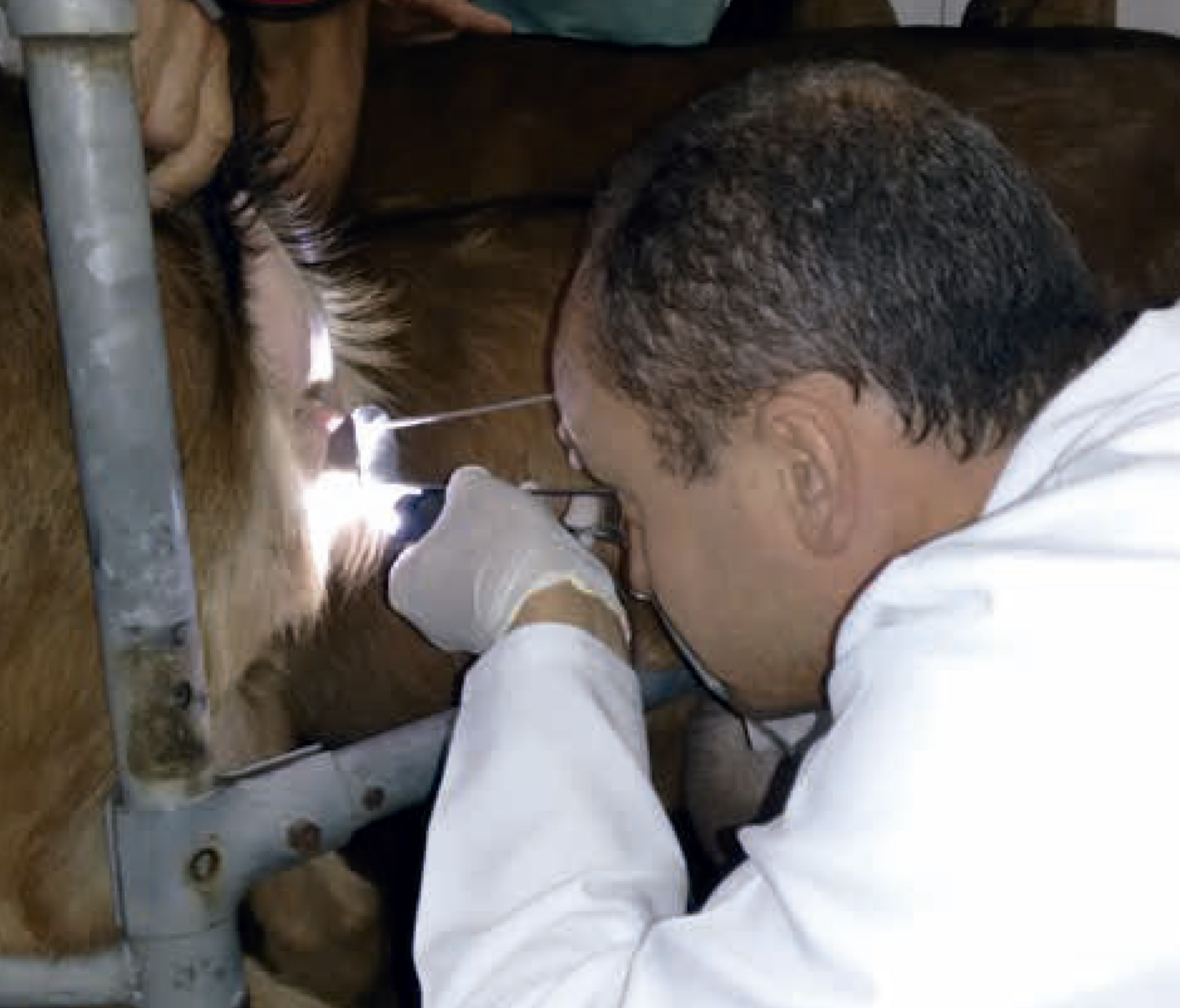 Você sabe o que é a Inseminação Artificial em Tempo Flexível?