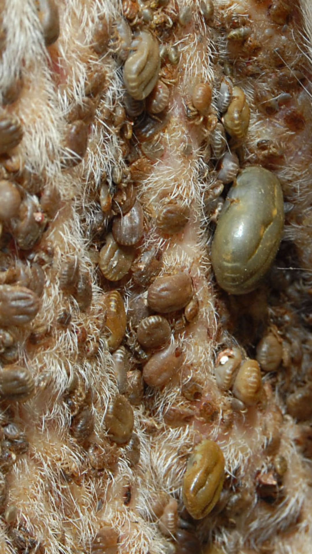 Infestação de carrapatos em bovinos