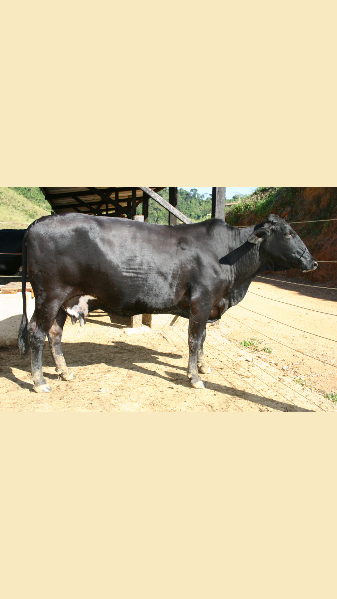 vaca saudável
