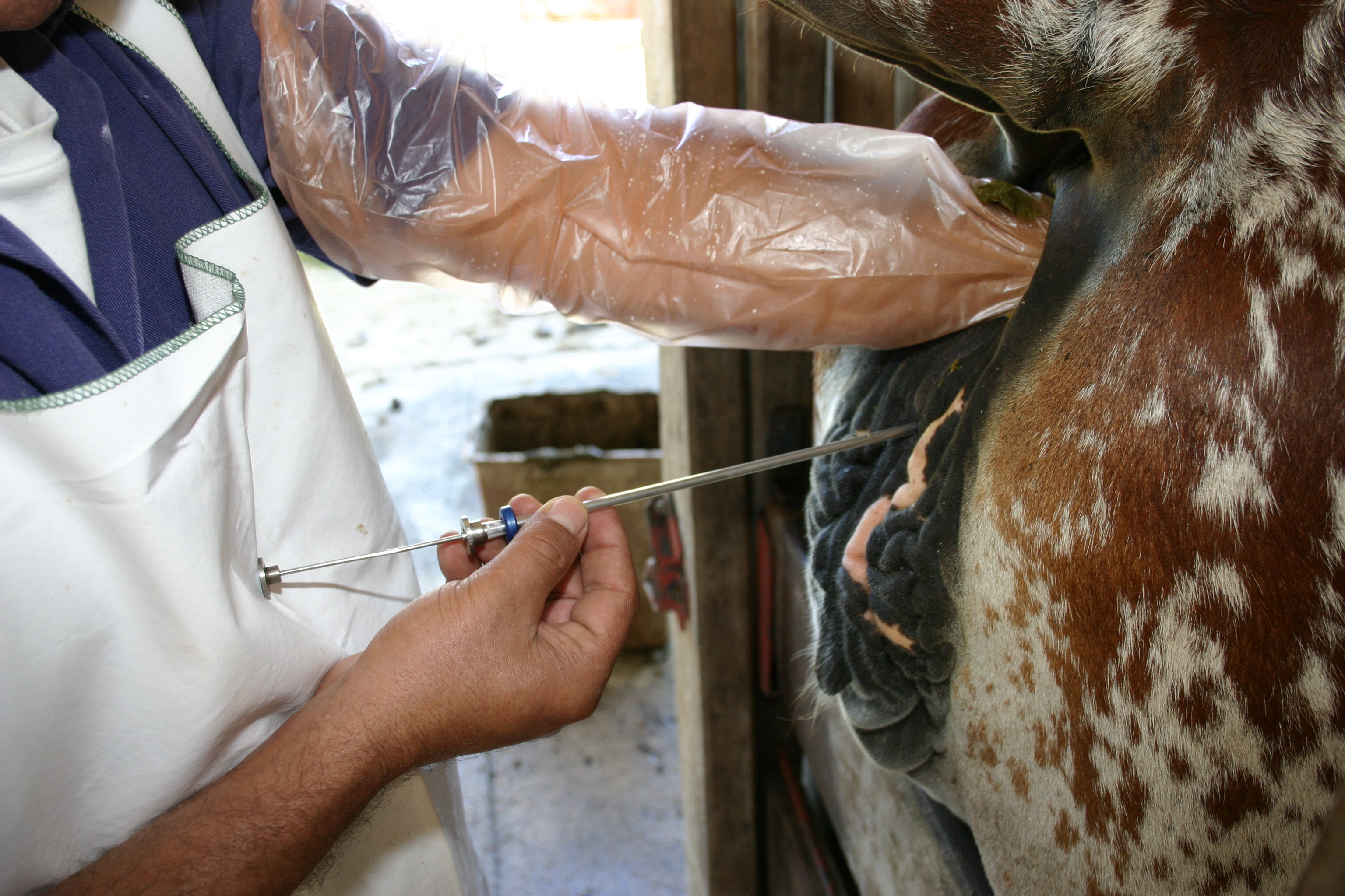 Inseminação artificial em vacas de leite
