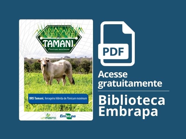 BRS Tamani, forrageira híbrida de Panicum maximum