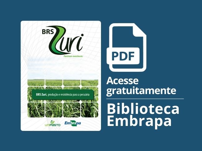 BRS Zuri, produção e resistência para a pecuária