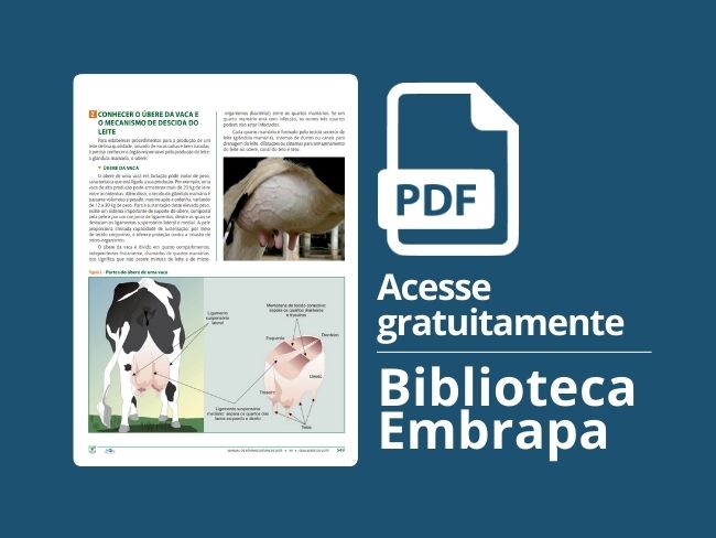 Conhecer o úbere da vaca e o mecanismo de descida do leite