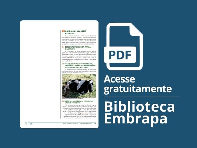 Manejar as vacas no pós-parto