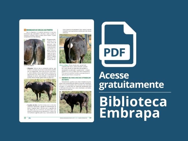 Manejar as vacas no parto
