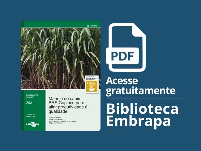 Manejo do capim BRS Capiaçu para aliar produtividade à qualidade