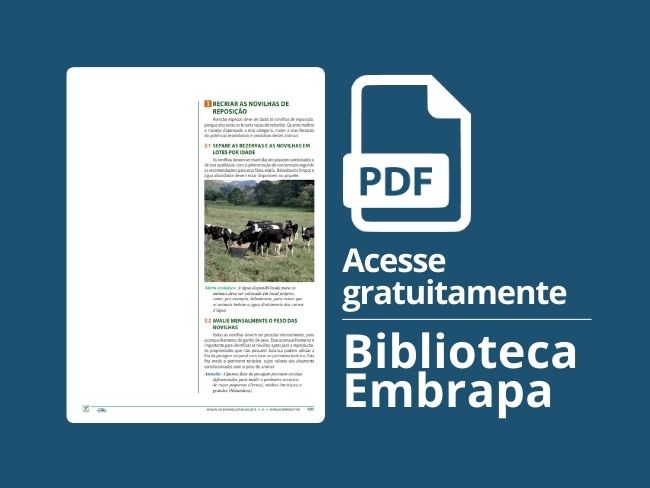 Recriar as novilhas de reposição