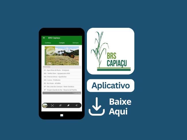 BRS Capiaçu