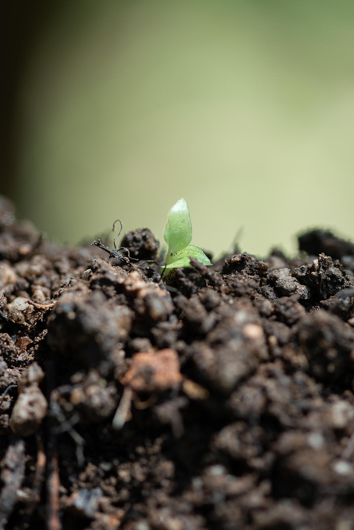 Manuseio do solo, da terra e de mudas de plantas