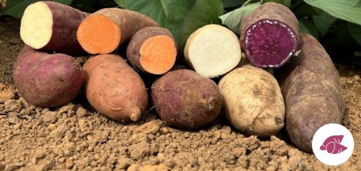 Batata-doce