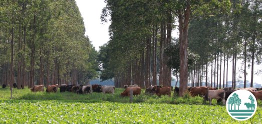 Integração Lavoura Pecuária Floresta
